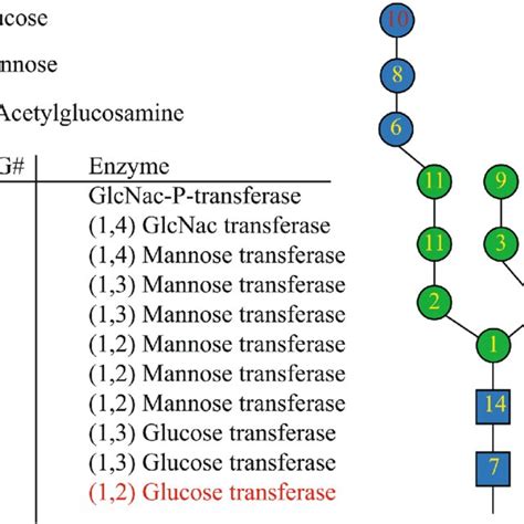 Overview of N-linked glycosylated proteins and peptides. (A) Overview ...