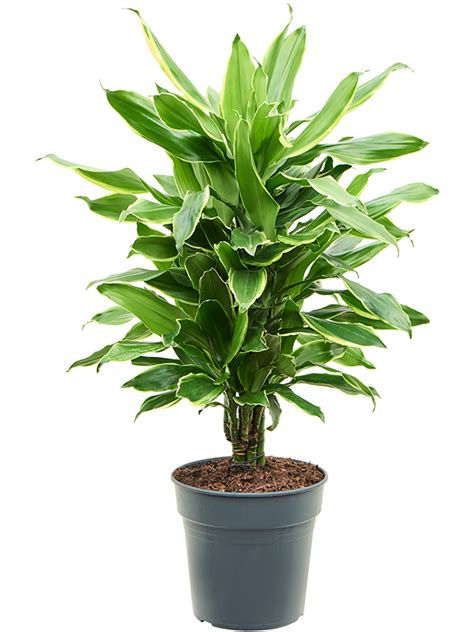 Dracaena Fragrans Golden Coast Drakenbloedboom Cm Kopen