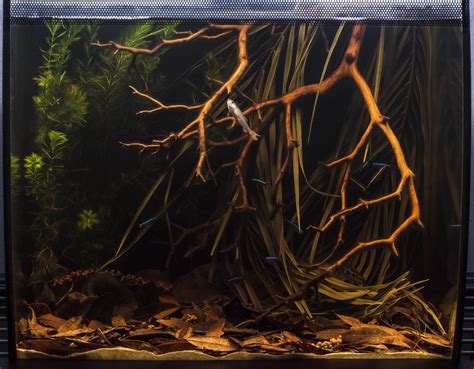 Building A Biotope A Step By Step Rio Negro Aquarium Amazonas Magazine