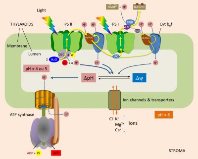 ATP synthesis - Encyclopedia of the Environment