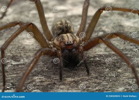 Frontal Scary Closeup On A Harmless Domestic House Spider Tegenaria