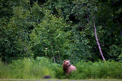 Brown Bear in Alaska | Photos by Ron Niebrugge