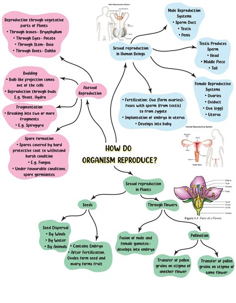 Mindmap How Do Organisms Reproduce Class 10 Notes Edurev