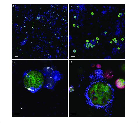 Confocal Laser Scanning Micrographs Of Algae Bacteria Cultures The