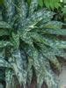 Pulmonaria Raspberry Splash Bluestone Perennials