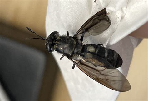 Black Soldier Fly Life Cycle Whats That Bug