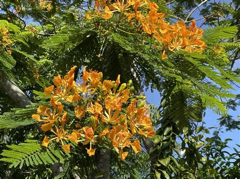 Photo Of The Bloom Of Royal Poinciana Delonix Regia Var Flavida