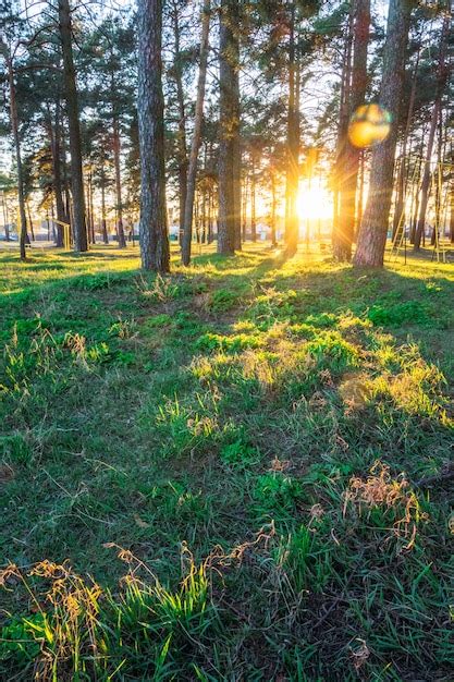 Premium Photo Summer Sunset In The Park With Pines