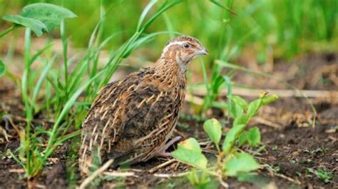 Practical Quail Hunting Tips Every Hunter Should Follow