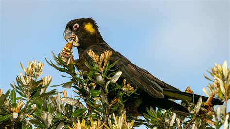 Yellow-tailed Black-Cockatoo | BirdForum