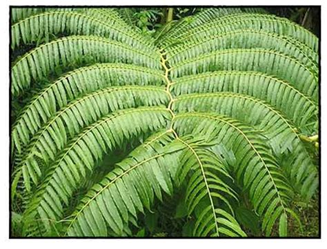 Pakong Kalabaw Angiopteris Evecta King Fern Alternative Medicine