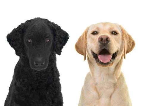 Labrador Retrievers Vs. Curly-Coated Retrievers