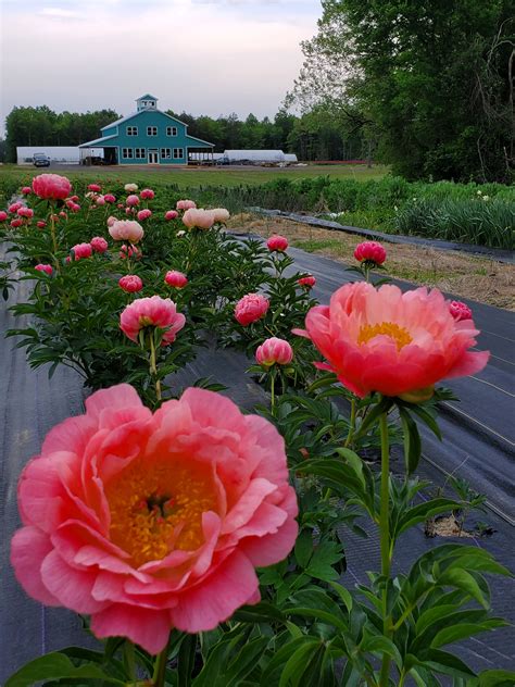 Spring – Wind Haven Farm