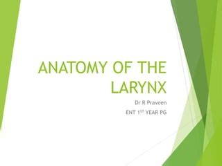 Anatomy Of Larynx Ppt