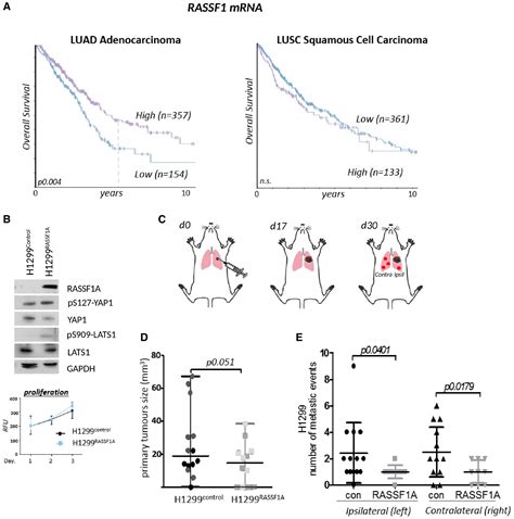 Rassf1a Controls Tissue Stiffness And Cancer Stem‐like Cells In Lung