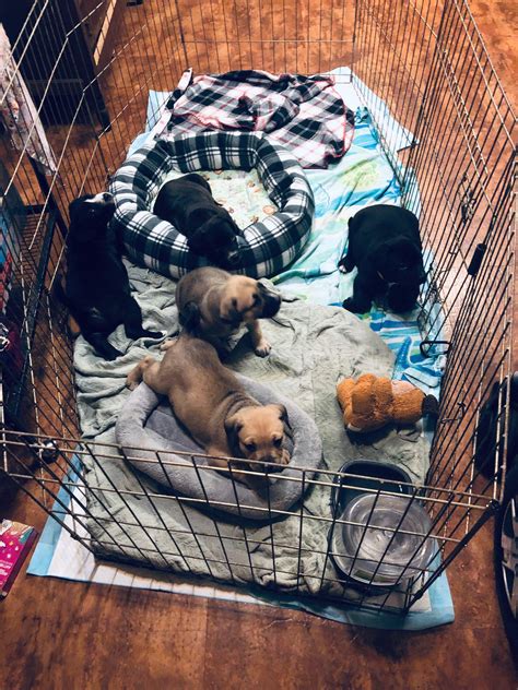 5 week old puppies!! | Scrolller