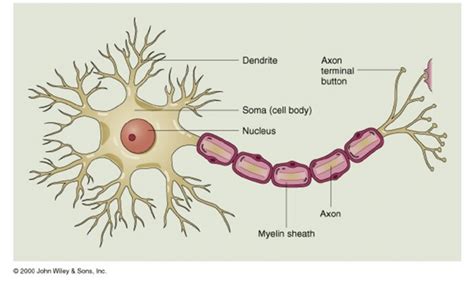 Dendriten Und Axone