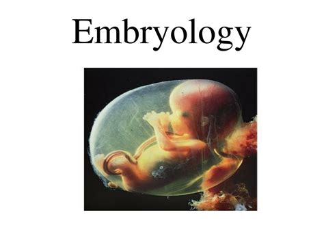 Ppt Embryology Powerpoint Presentation Free Download Id11859694