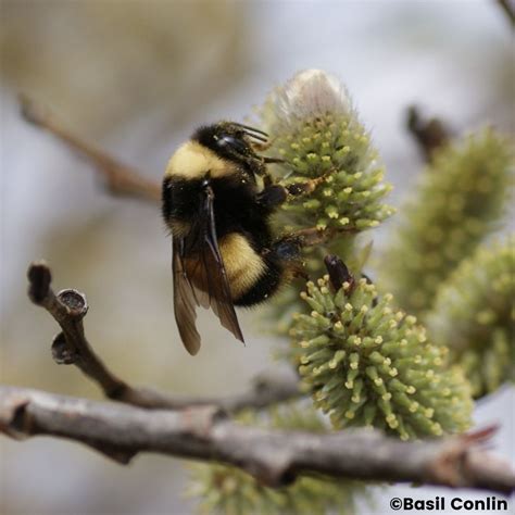 Yellow-Banded Bumble Bee – Species At Risk in the Land Between