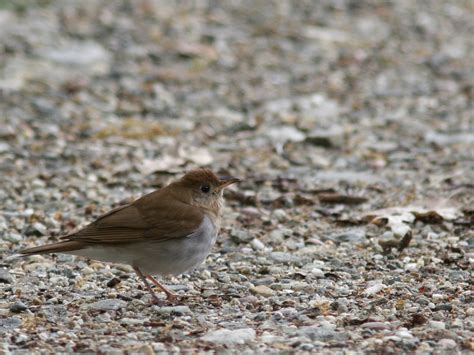 Quabbin birding and beyond: More Mourning Warblers and unusual Blue