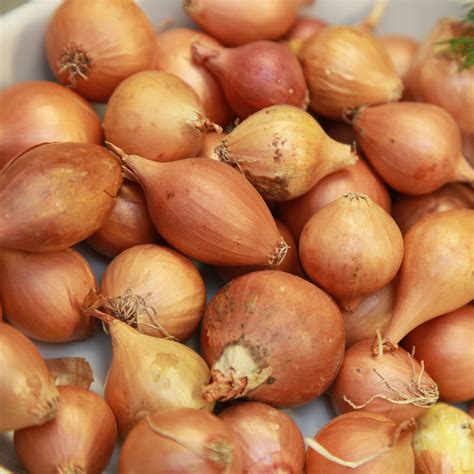 Shallots Sets Golden Gourmet 7 14mm Premier Seeds Direct