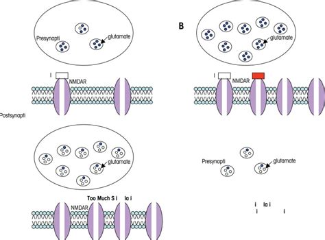 N Methyl D Aspartate Receptor Nmdar Mediated Excitotoxic Cell Death