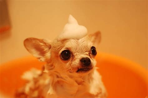 5 Best Flea Shampoo For Dogs - Dogschool.com