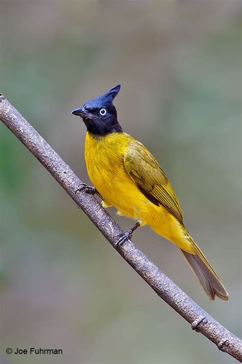 Black Crested Bulbul Joe Fuhrman Photography