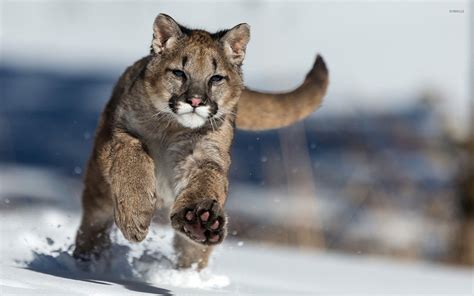 Cougar Wallpapers - Top Free Cougar Backgrounds - WallpaperAccess