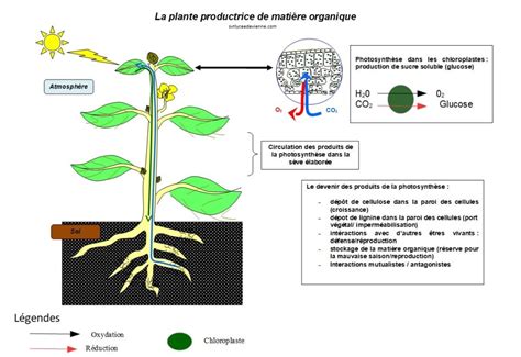 La Plante Productrice De Matière Organique Svt Au Lycée