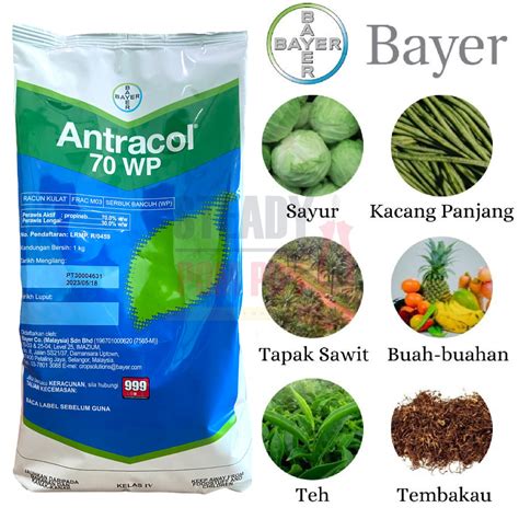 Kg Bayer Antracol Wp Propineb Kulat Karat Daun Bintik