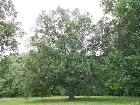 Shingle Oak The Morton Arboretum