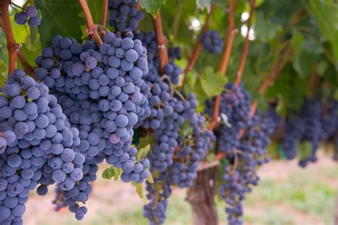 The Most Popular Red Wine Grape Varieties