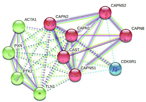 Important Bio Targets Of Protein Protein Interaction Network In Strin