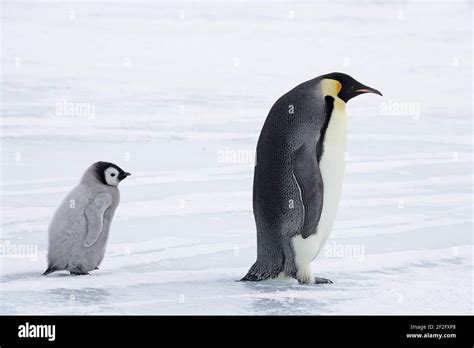 Emperor Penguin Adult Crossing Sea Ice With Chick Aptenodytes Forsteri Snow Hill Island