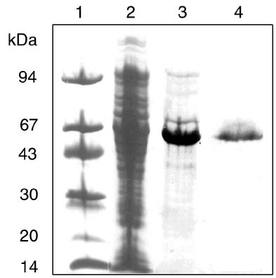 Puri Fi Cation Of The Male Rma Fusion Protein A Cell Extract Was