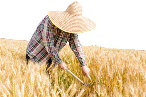 Farmer Harvesting Wheat Field, A Farmer, Golden, Wheat Field PNG Transparent Image and Clipart ...