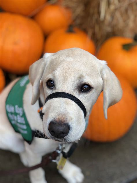 Tara Gdb Puppy In Training 5 Months Service Dogs Gear Service