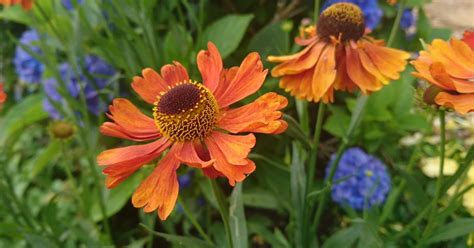 grow heleniums