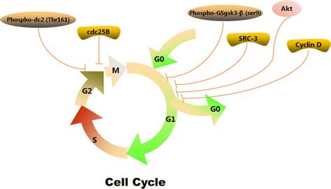 cell cycle arrest mechanism  ga  scientific diagram