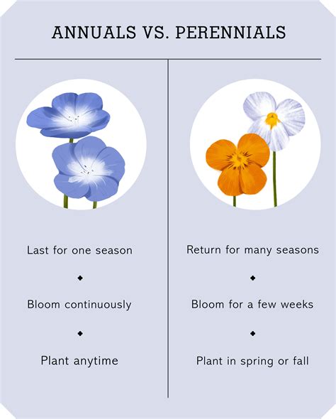 A Guide To Annuals Versus Perennials Hgtv