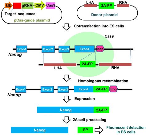 step incorporation  fluorescent protein fp   specific