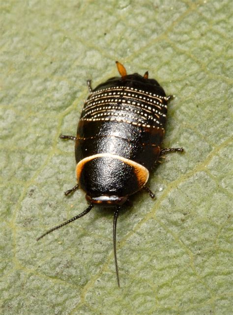 Ellipsidion, Native Cockroach