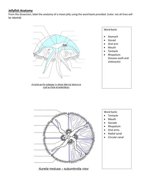 Jellyfish Anatomy