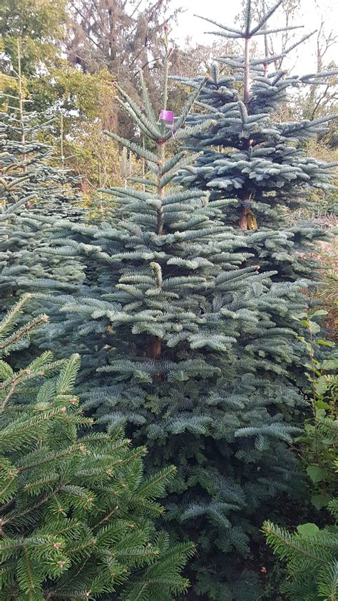 Noble Fir Pot Grown Christmas Tree 2ft 4ft Carbeth Plants