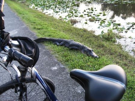 Shark Valley Trail, Everglades, FL, Top 10 Bike Ride. E-Z Map.