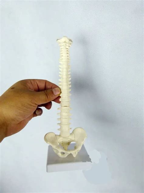 23 cm Mini kobiecej anatomii ludzkiego kręgosłupa model szkieletu