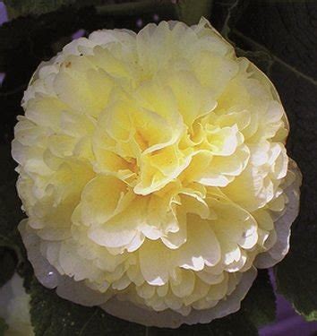 Stockrose Chaters Double Yellow Alcea Rosea Chater S Double Yellow