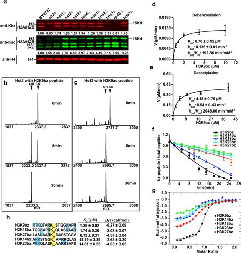 Hst Is A Histone Debenzoylase A Fluorescence Quantitative Western Blot