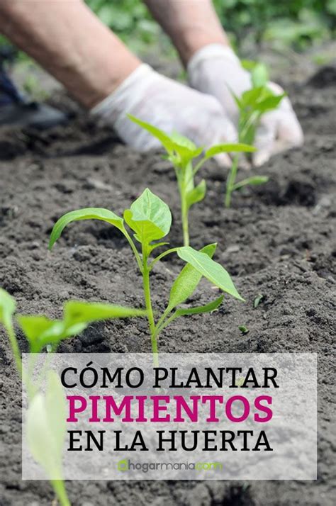 C Mo Plantar Pimientos En La Huerta Plantar Pimientos Como Plantar